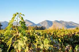 Santa Rita Vineyard in Santiago - Wine Tour