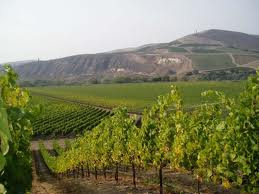 Santiago Wine Tours 