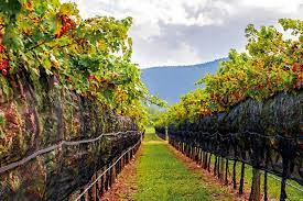 Undurraga Vineyard in Maipo Valley