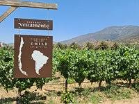 Veramonte Vineyard Tour