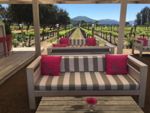 Casas del Bosque Winery Tour